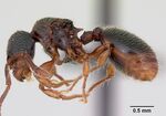 Myrmecina graminicola casent0172709 profile 1.jpg