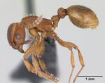Myrmica gallienii casent0172712 profile 1.jpg