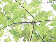 Quercus ambigua0.jpg