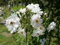 Rosa 'Moscalbò' 01.jpg