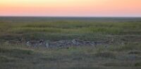 Saiga tatarica in Chyornye zemli nature reserve.jpg