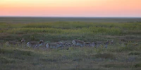 Saiga tatarica in Chyornye zemli nature reserve.jpg