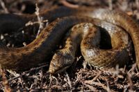 Smooth Snake (Coronella austriaca) (7159868151).jpg