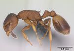 Temnothorax affinis casent0173201 profile 1.jpg