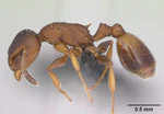 Temnothorax affinis casent0173201 profile 1.jpg