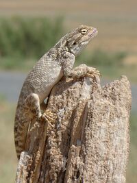 Trapelus sanguinolentus 003.jpg