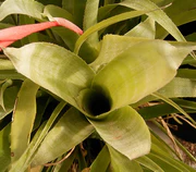 Billbergia x windii02 ies.jpg