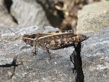 Calliptamus italicus RF.jpg