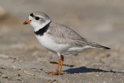 Charadrius-melodus-004.jpg