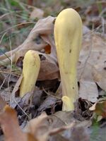 Clavariadelphus-pistillaris.jpg
