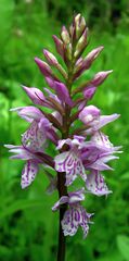 Dactylorhiza maculata20090612 162.jpg