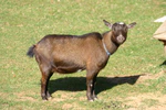 Ethel, Nigerian Dwarf Goat.jpg