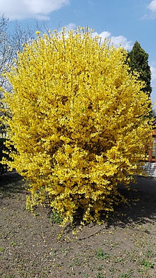 Forsythia 44.jpg