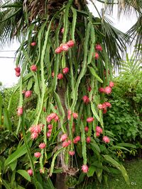 Fruits mûrs.JPG