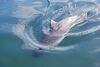 HarborPorpoise.6.jpg