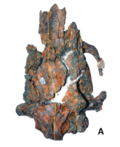 Hydrochoerus hesperotiganites dorsal.png