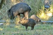 Juvenile javelina near Glenwood NM USA.jpg