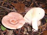Lactarius chrysorreus 041113w.jpg