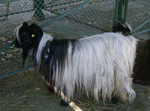 Malashevska goat Iz1 (cropped).JPG
