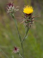 Maltese star thistle (Centaurea melitensis) (5831615942).jpg
