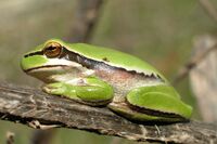 Middle East tree frog.jpg