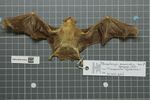Naturalis Biodiversity Center - RMNH.MAM.35855.b ven - Peropteryx macrotis - skin.jpeg