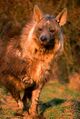 Parahyaena brunnea 4.jpg