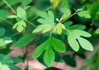 Sassafras Leaves June Nbg (261691941).jpeg