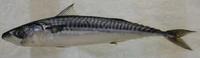 Scomber scombrus (S1003) (14744719257).jpg