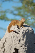 Slender Mongoose Etosha National Park Namibia.jpg