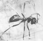 Sphecomyrma freyi worker no 1 holotype (Wilson, Carpenter and Brown 1967).jpg
