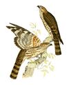 Aviceda madagascariensis 1868.jpg