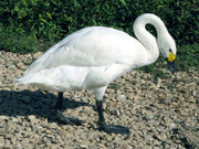 Bewicks.swan.sideon.arp.jpg