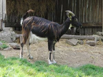 Chevre poitevine 101.JPG