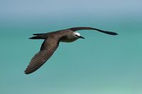 Common Noddy 1 - Michaelmas.jpg