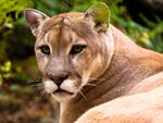 Cougar.jpg