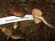 Entoloma clypeatum.jpg
