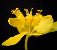 Euphorbia epithymoides ies.jpg
