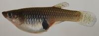 Gambusia holbrooki (S0833) (12597857535).jpg