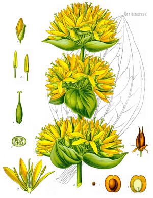 Gentiana lutea - Köhler–s Medizinal-Pflanzen-066.jpg