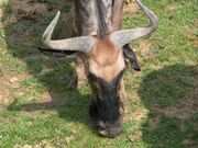 Gnou 11 2005-07-01.jpg
