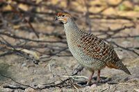 Grey Francolin.jpg