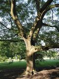 Juglans ailantifolia JPG1T.jpg