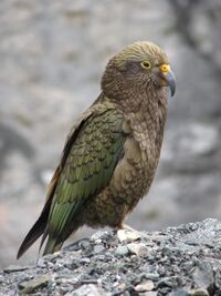 Kea.jpg