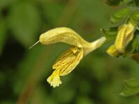 Lamiaceae - Salvia glutinosa-3.JPG
