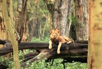 Lion in Lake Nakuru National Park, Kenya.JPG