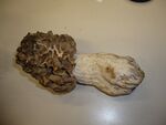 Morchella crassipes.jpg