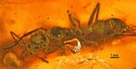 Prionomyrmex longiceps dorsal view Mbi5827d1.jpg