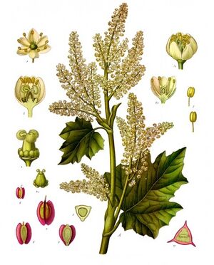 Rheum officinale - Köhler–s Medizinal-Pflanzen-256.jpg