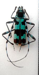 Rosalia coelestis, Female.jpg